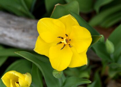 Plant spring flower yellow