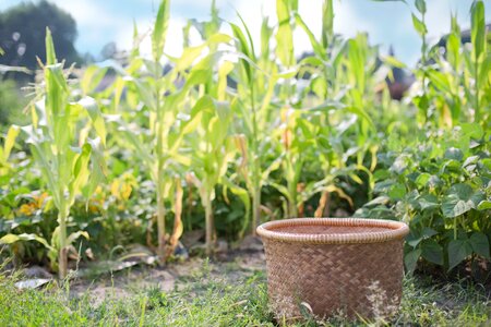 Agriculture corn summer