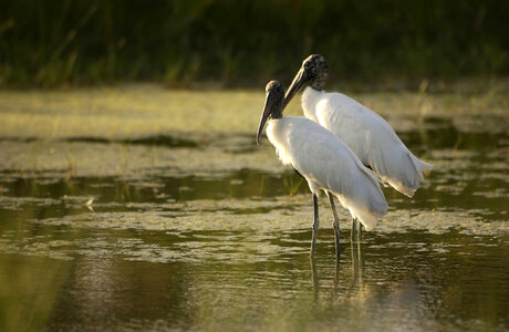 Pair of Wood storks-2