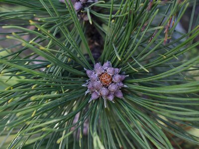 Conifer pine evergreen photo