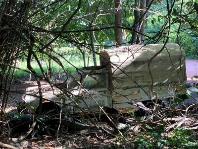 Scrap forest trees photo