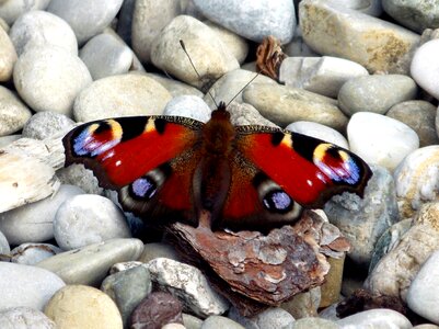 Butterflies satyrinae edelfalter