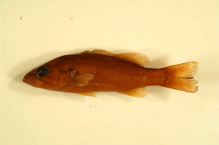Micropterus dolomieu-1