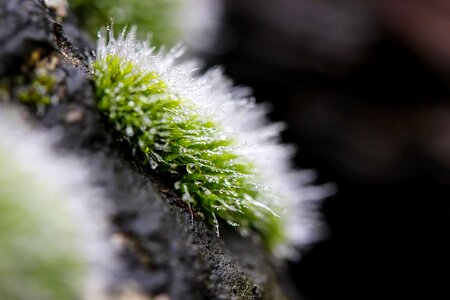 Drop flora foliage