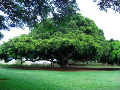 Woods greenery big photo