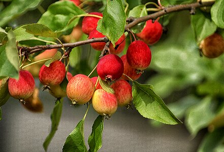 Small apples miniature apples apple