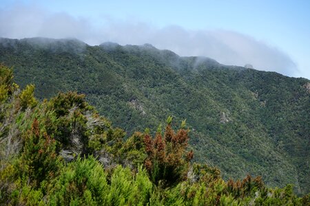 Anaga mountains llano de los loros forests