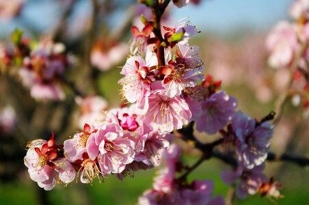 14 Ume