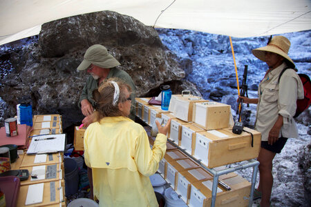 Nihoa Millerbird Translocation-1