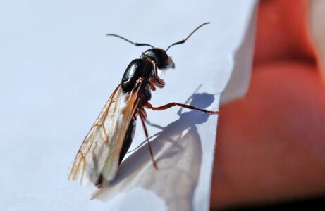 Antenna bug wildlife photo