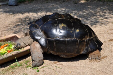 Turtle eat animals