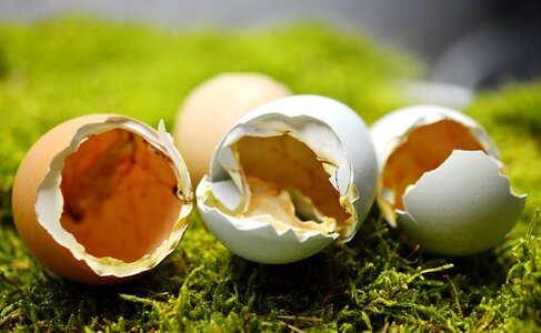 Animals chicken egg photo