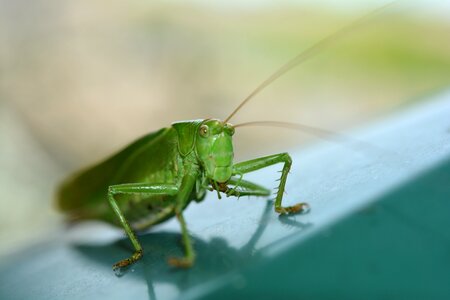 Grasshopper nature animal photo