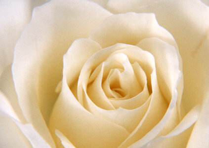 Close up of a wite rose as background photo