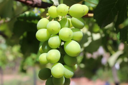 Greens fruit grape