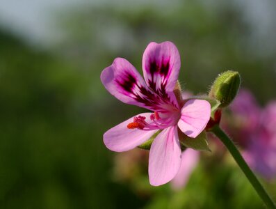 Pelargonium quercifolium fair ellen bloom