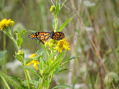 Monarch butterfly-1 photo