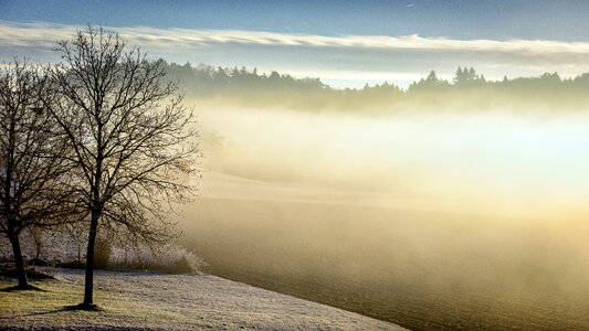 Tree forest nature photo