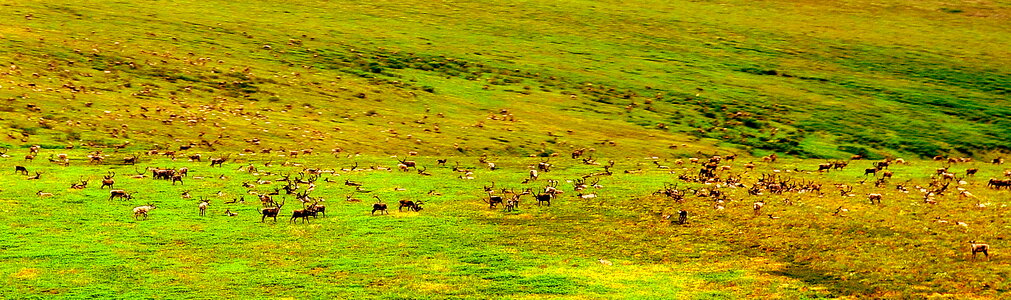 Bering Land Bridge National Preserve photo