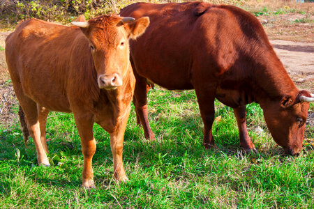 Cows photo