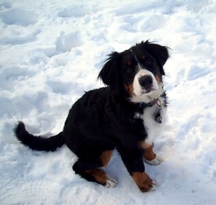 Mountains puppy bitch