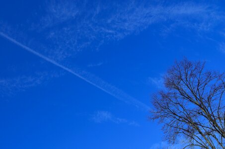 Tree sky background photo