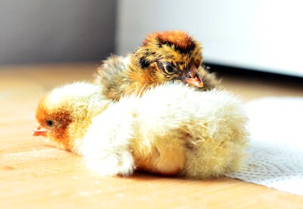 Animals beautiful photo chicken