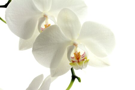 Plant orchid white photo