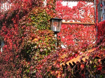 Leaves hauswand colorful