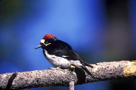 Acorn bird male