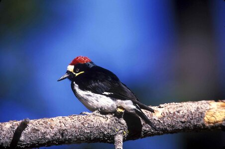 Acorn bird male photo