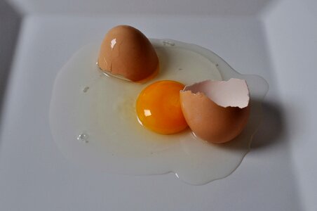 Chicken egg egg yolk photo