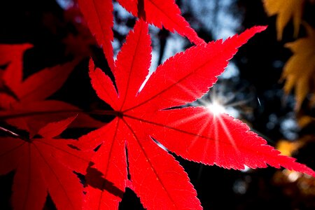Leaves red bright