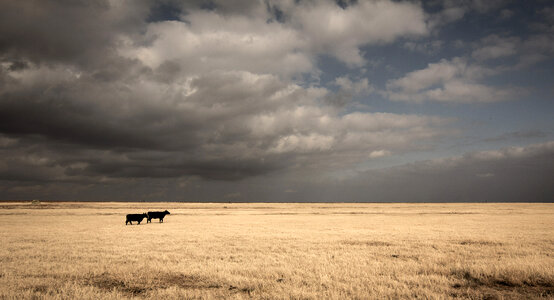 Two cows under the clouds on the plains photo