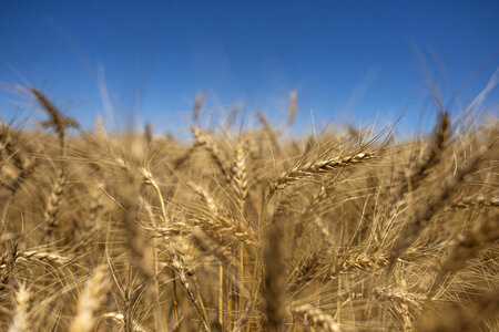 Wheat closeup