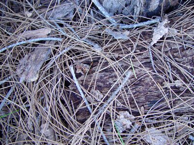 Bottom forest 