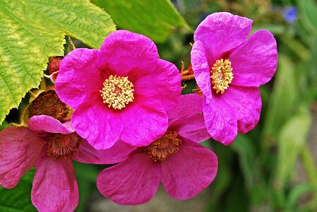Nature macro shrub
