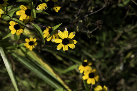 Yellow Wildflowers near the ground at Cherokee Marsh photo