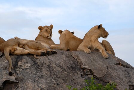 Africa lion wildlife photo
