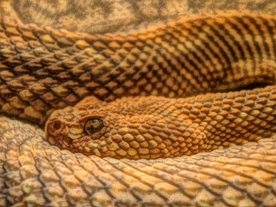Animal art cobra