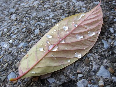 Veins water drops