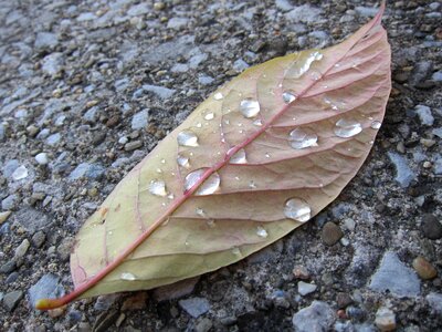 Veins water drops photo