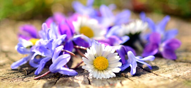 Beautiful Flowers daisy flower photo