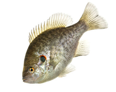 Redear sunfish-1 photo