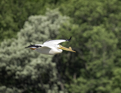 Pelican flying across the trees photo
