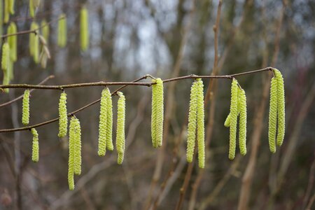 Yellow kitten corylus avellana