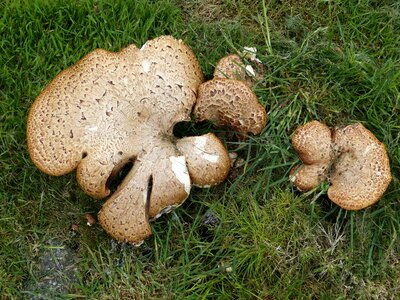 Parasol brown large