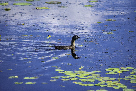 Young Loon swimming in the Marsh