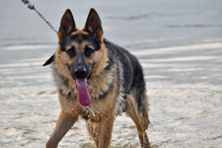 German shepherd dog water photo