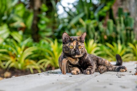 Cat cat thailand parks
